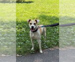 Small #3 Labrador Retriever Mix