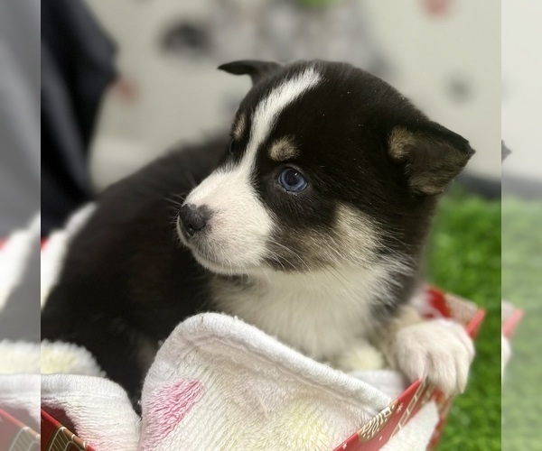 Medium Photo #7 Pomsky-Shiba Inu Mix Puppy For Sale in NASHUA, NH, USA