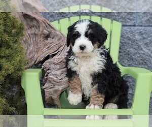 Bernedoodle Puppy for sale in FREDERICKSBG, OH, USA
