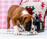Small Photo #35 Boxer Puppy For Sale in WAKARUSA, IN, USA