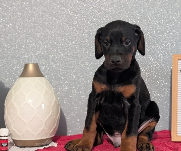 Medium Photo #2 Doberman Pinscher Puppy For Sale in GOSHEN, IN, USA