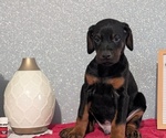 Small #1 Doberman Pinscher