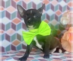 Small Photo #1 Chorkie Puppy For Sale in LANCASTER, PA, USA