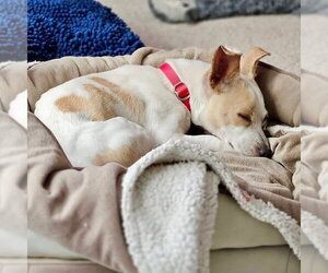 Taco - Male Chihuahua-Unknown Mix Dog for Adoption - Photo #2
