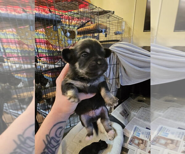 Medium Photo #5 Malchi Puppy For Sale in Pacifica, CA, USA