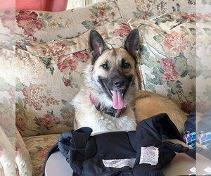 Ariel - Located in NE - Female German Shepherd Dog-Unknown Mix Dog for Adoption - Photo #2