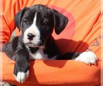 Small Photo #1 American Bulldog-Labrador Retriever Mix Puppy For Sale in Prattville, AL, USA