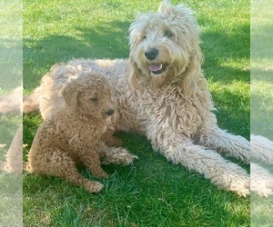 Mother of the Goldendoodle puppies born on 10/16/2022