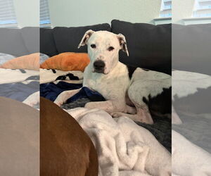 Labrador Retriever-Unknown Mix Dogs for adoption in The Woodlands, TX, USA