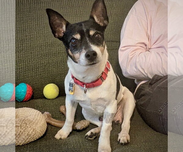 Medium Photo #1 Rat Terrier Puppy For Sale in Atlanta, GA, USA
