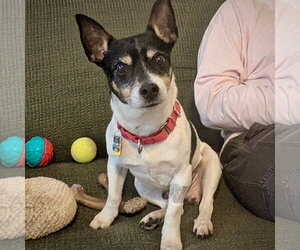 Rat Terrier Dogs for adoption in Atlanta, GA, USA