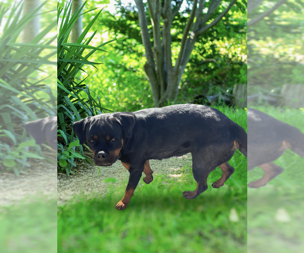 Medium Photo #4 Rottweiler Puppy For Sale in Gilbert, AZ, USA