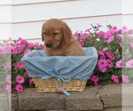 Small #3 English Cream Golden Retriever