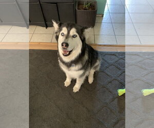 Cato - Male Siberian Husky Dog for Adoption - Photo #3