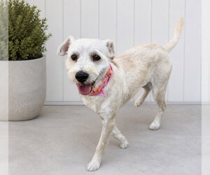 Poodle (Toy)-Unknown Mix Dogs for adoption in Menifee, CA, USA