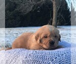 Small Photo #1 Golden Retriever Puppy For Sale in PRINCEVILLE, IL, USA