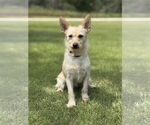 Small #2 Mutt