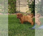Small Photo #1 Dogue de Bordeaux Puppy For Sale in VERNAL, UT, USA