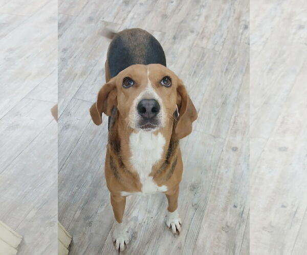 Medium Photo #3 Mutt Puppy For Sale in Murfreesboro, NC, USA