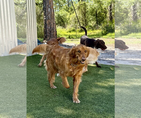 Medium Photo #3 Golden Retriever Puppy For Sale in Valrico, FL, USA