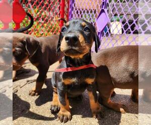 Doberman Pinscher Dogs for adoption in Buffalo, MN, USA