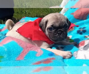 Pug Litter for sale in LEXINGTON, NC, USA