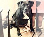 Small Labrador Retriever