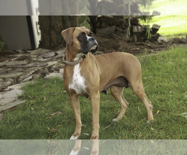 Medium Photo #1 Boxer Puppy For Sale in SHIPSHEWANA, IN, USA