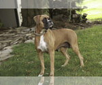 Small Photo #1 Boxer Puppy For Sale in SHIPSHEWANA, IN, USA