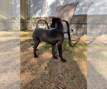 Small #3 Mutt