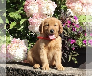 Golden Retriever Puppy for sale in HOLMESVILLE, OH, USA