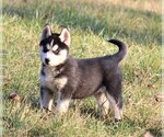Small #4 Siberian Husky