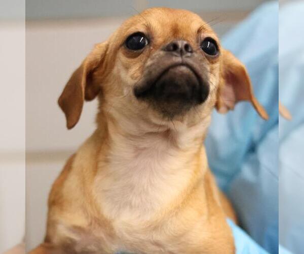 Medium Photo #1 Pug-Unknown Mix Puppy For Sale in San Antonio, TX, USA