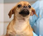 Small Pug Mix