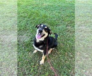 Eurasier-Unknown Mix Dogs for adoption in Front Royal, VA, USA