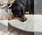 Small #8 Rottweiler Mix