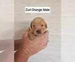 Puppy Orange Golden Retriever