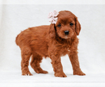 Small #2 Cavapoo-Poodle (Toy) Mix