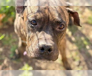 Mutt Dogs for adoption in Tulsa, OK, USA