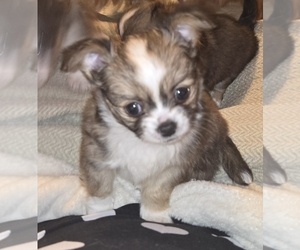 Chihuahua Puppy for sale in ANDERSON, IN, USA
