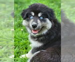 Small #2 Alaskan Malamute Mix