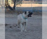Small Photo #1 Presa Canario Puppy For Sale in OAKLEY, CA, USA