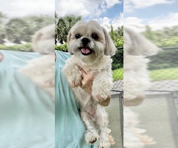 Medium Photo #7 Shih Tzu Puppy For Sale in Weston, FL, USA