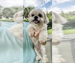 Small Photo #7 Shih Tzu Puppy For Sale in Weston, FL, USA
