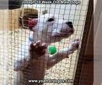 Small Photo #90 Dogo Argentino Puppy For Sale in PINEVILLE, MO, USA