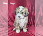Puppy Reed Bernedoodle