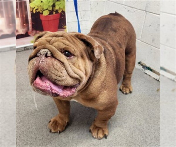 Medium Photo #1 Bulldog Puppy For Sale in San Bernardino, CA, USA