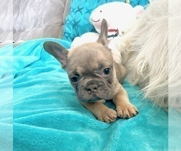 Medium Photo #2 French Bulldog Puppy For Sale in CHARLOTTESVILLE, VA, USA