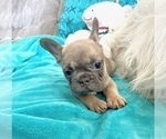 Small #1 French Bulldog