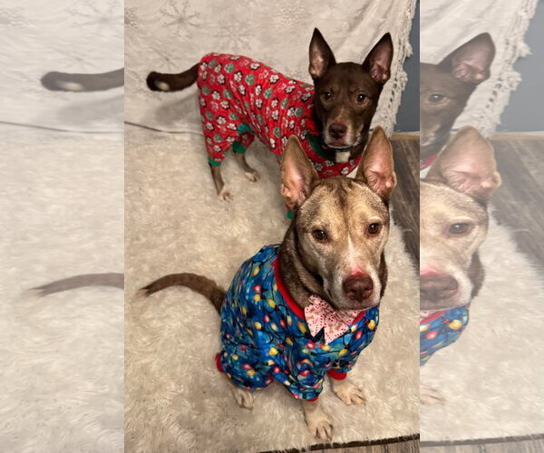 Medium Photo #16 Siberian Husky-Unknown Mix Puppy For Sale in Germantown, OH, USA